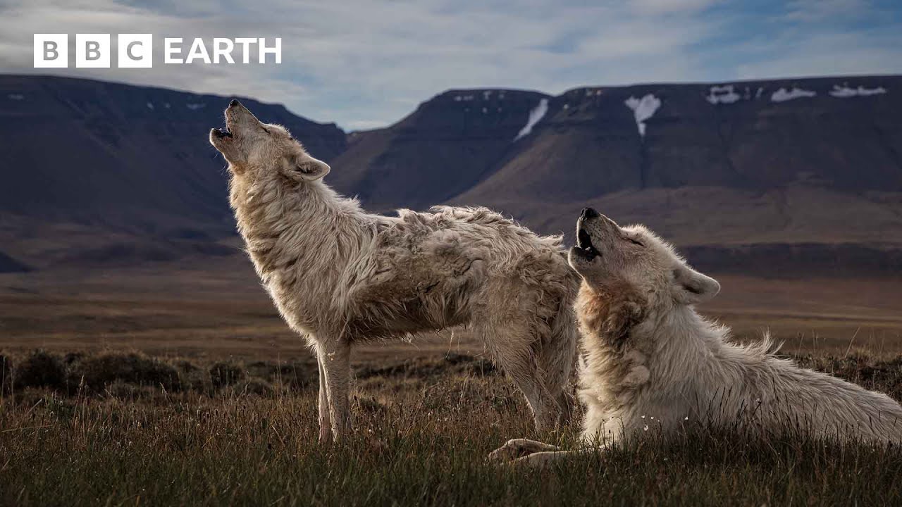10 Incredible Wolfish Moments from BBC Earth | BBC Earth Kids
