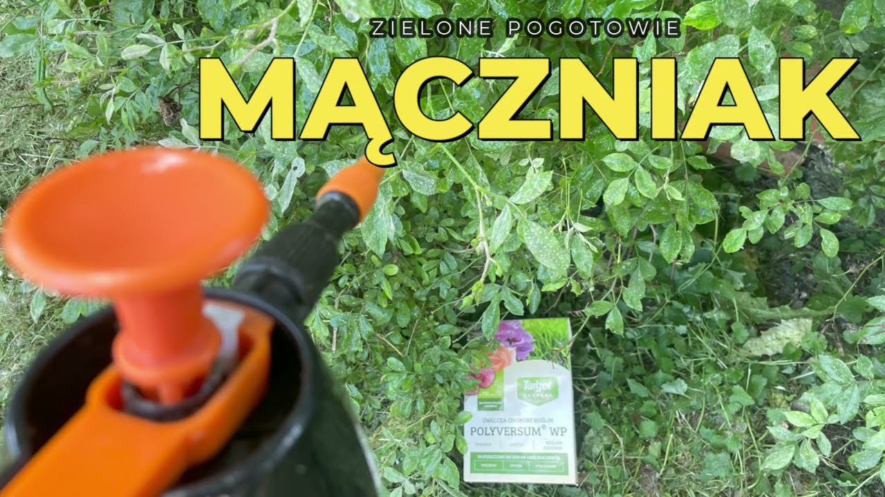 Naturalna broń na choroby grzybowe roślin. MĄCZNIAK