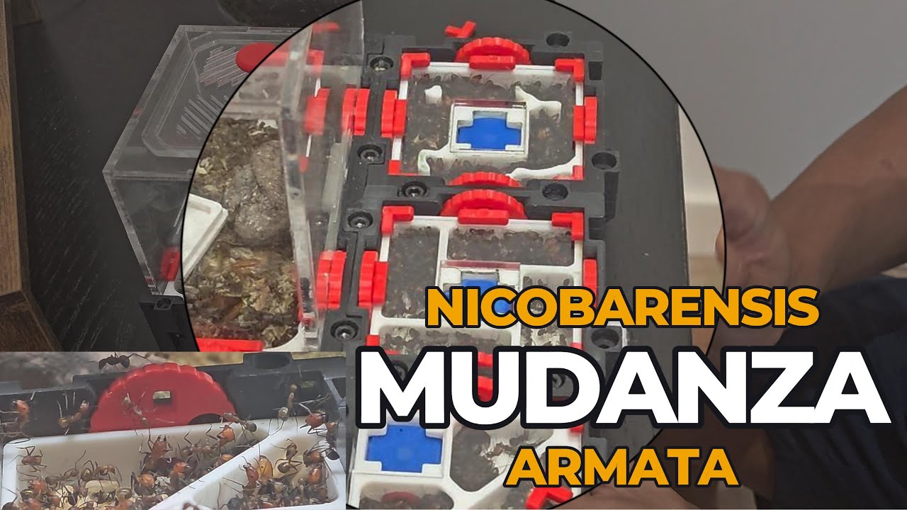 Mudanza de Camponotus Nicobarensis y Polyrhachis Armata