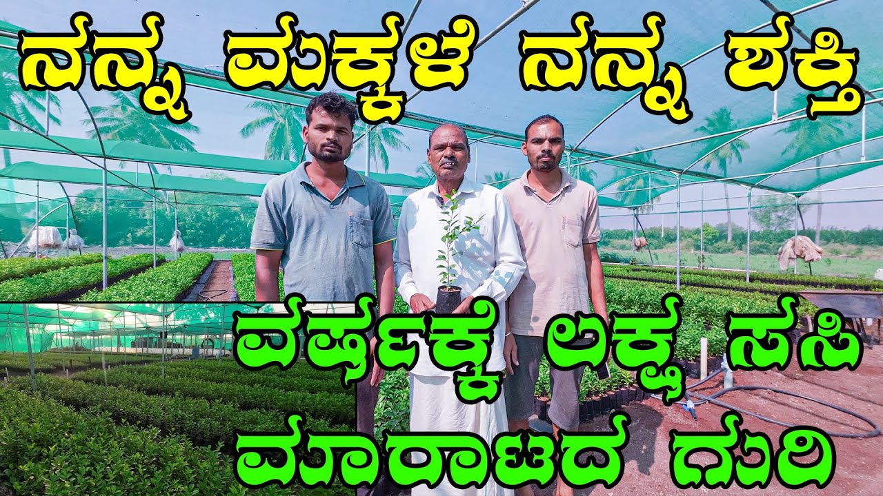 ವರ್ಷಕ್ಕೆ 1 ಲಕ್ಷ ಸಸಿ ಮಾರಾಟ ನನ್ನ ಮಕ್ಕಳು ಇದಾರ ನನ್ನ ಬೆನ್ನಲುಬಾಗಿ | lemon plants available