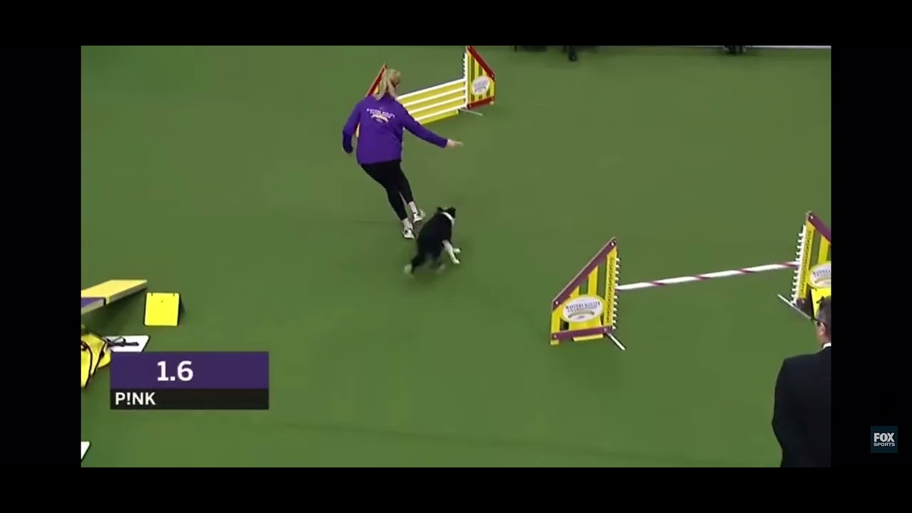 P!nk the Border Collie wins the Westminster 16 inch Division 2018