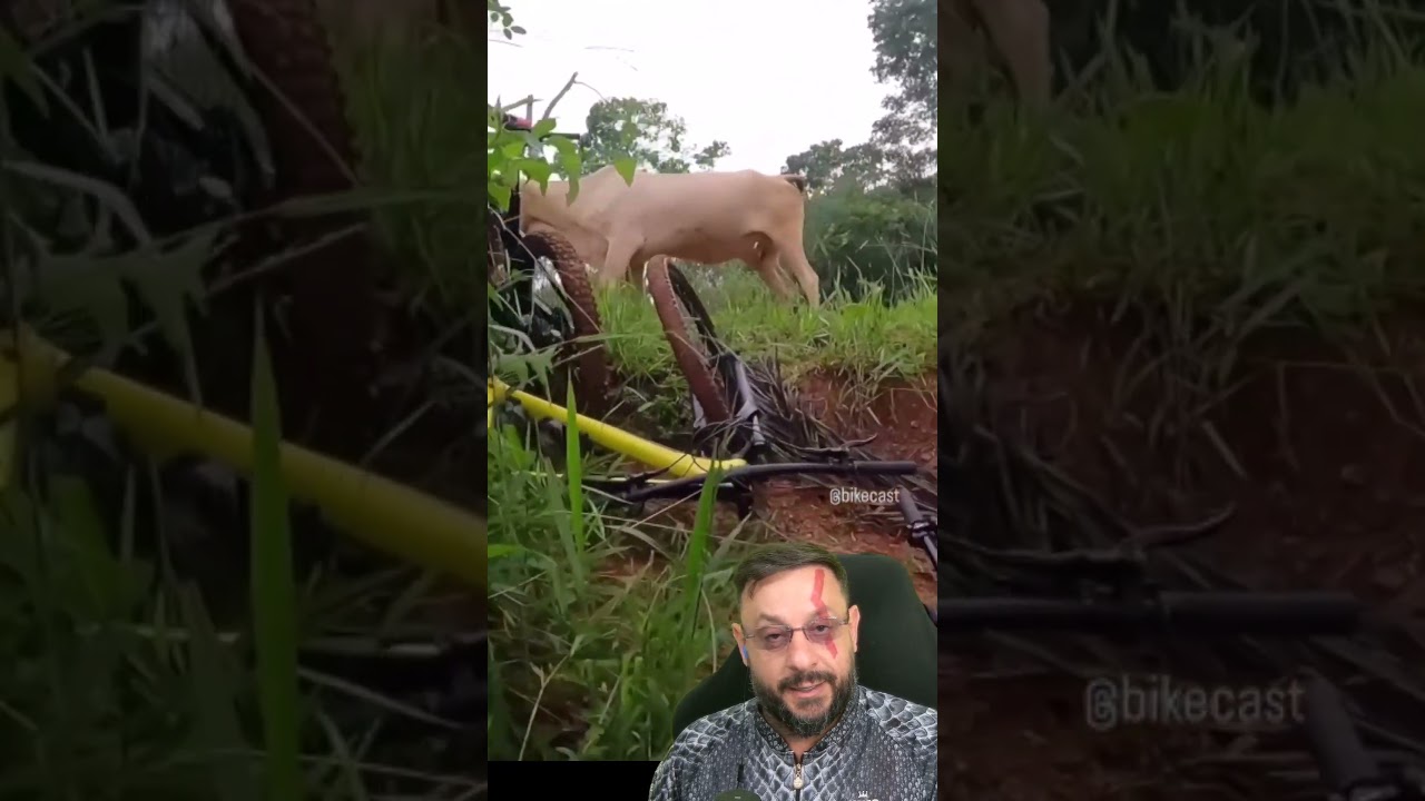 Quem mata mais, vaca parida ou tubar&atilde;o?