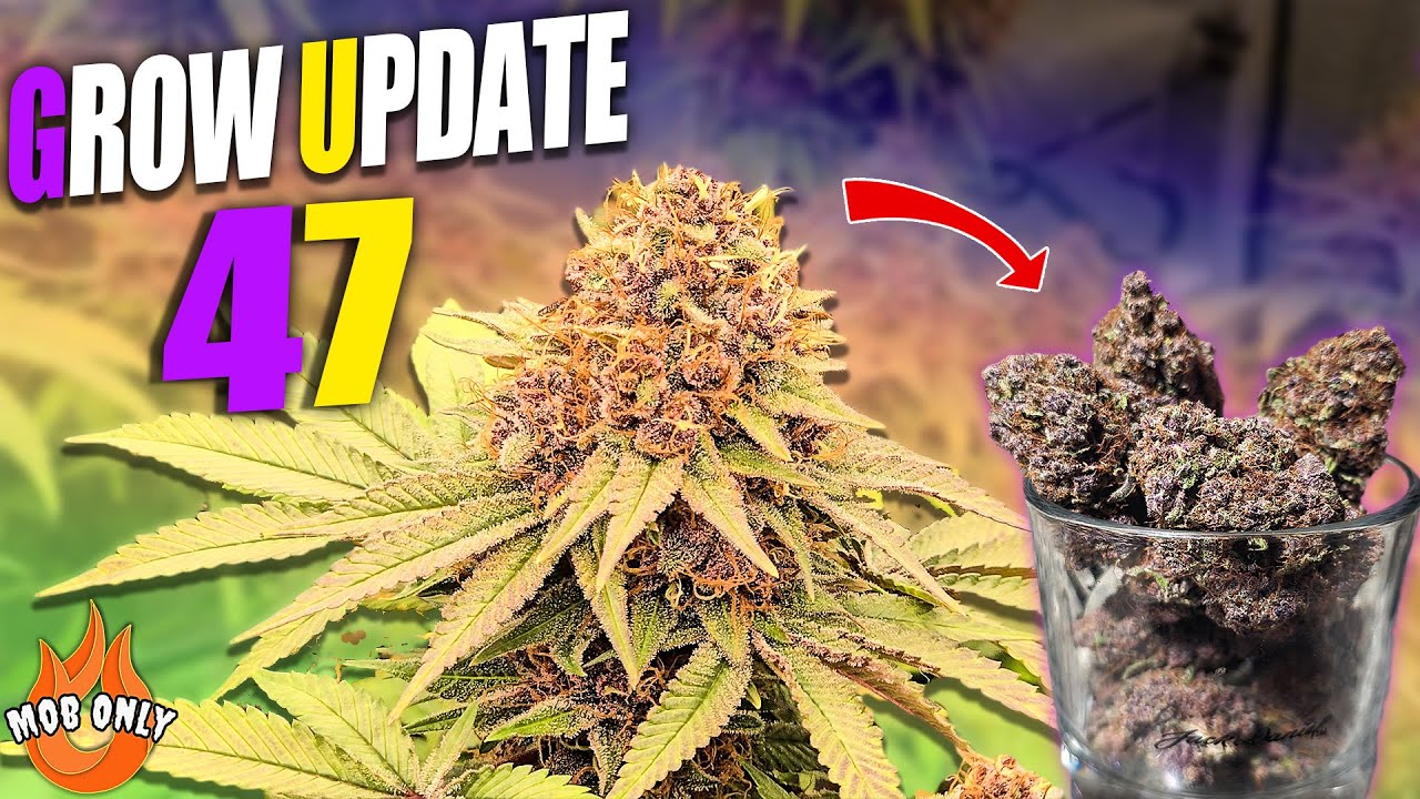 GROW UPDATE 47 - BEST BUDS YOU EVER SEEN