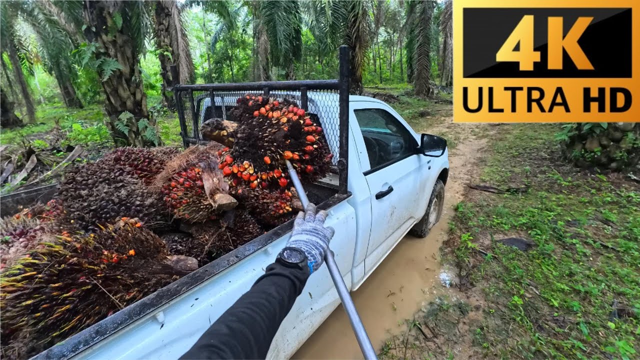 Day 1- Oil Palm Driver's Diary 240114 | ASMR｜First person view | A day in my life | Malaysia | 4K