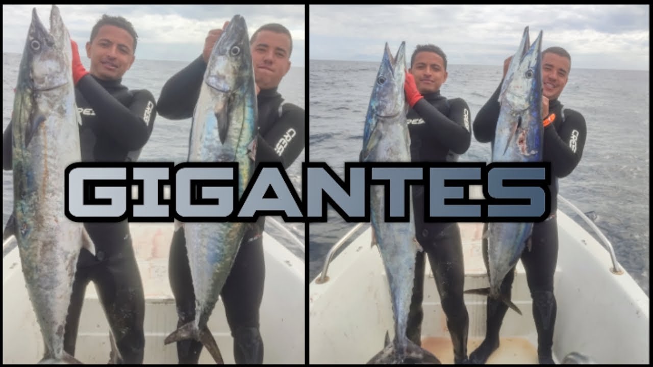 PESCA SUBMARINA, CAVALAS GIGANTES!!!!