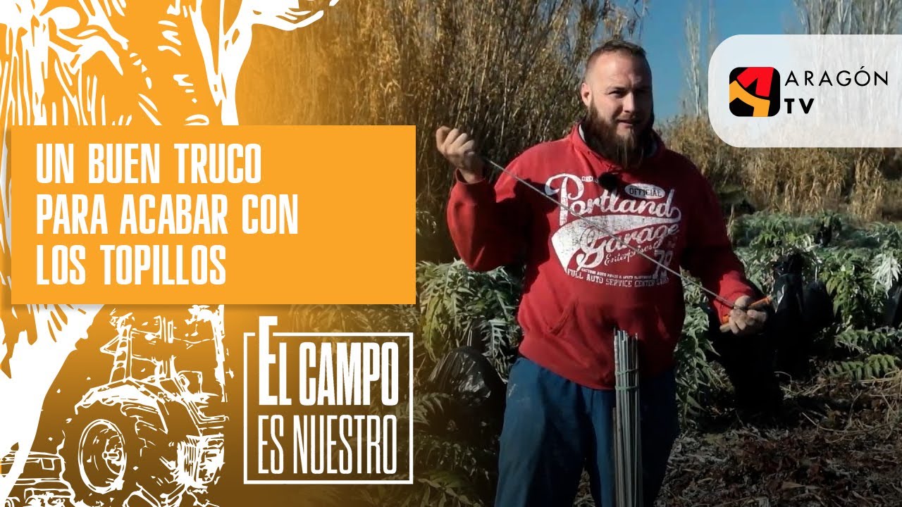 Un buen truco para acabar con los topillos