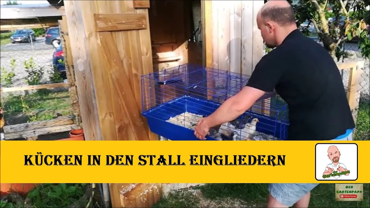 Küken in den Stall eingliedern