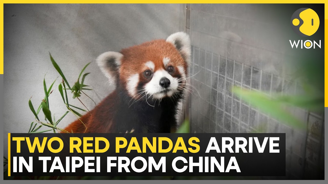 Taiwan Zoo Gets Two Endangered Red Pandas from China | WION News