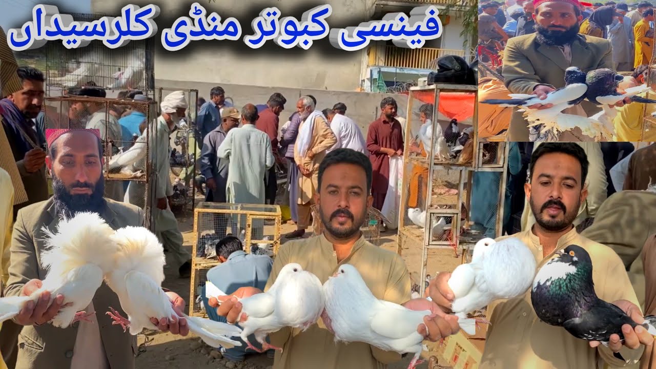 Fancy Pigeon Market | Fancy Kabootar Mandi Kallar Syedan | Today 4/11/2025 | Fancy Kabootar Bazar