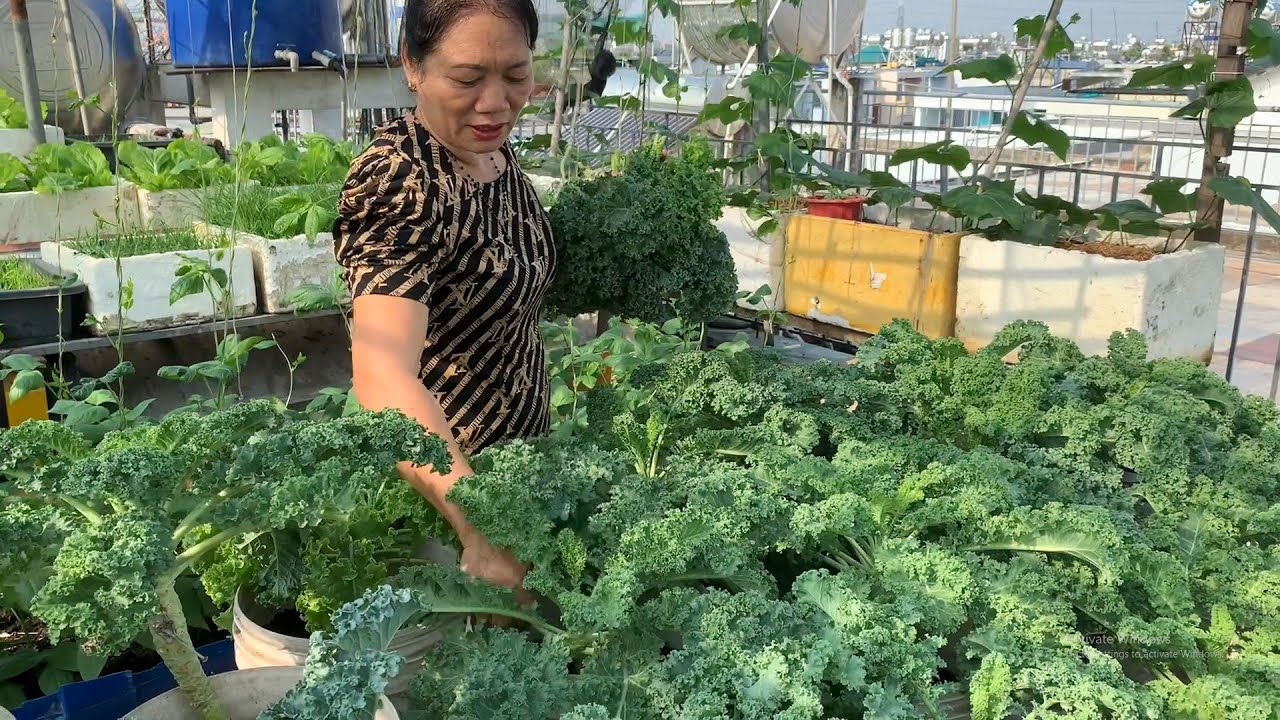 Trồng cải Kale trên sân thượng, trồng 1 lần ăn cả năm không hết