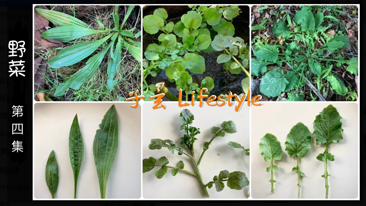 野菜…(第四集）長葉車前Plantago lanceolata /西洋菜Nasturtium officinale/菊苣尾水芹apsana communis /野外生存/子玄 Lifestyle