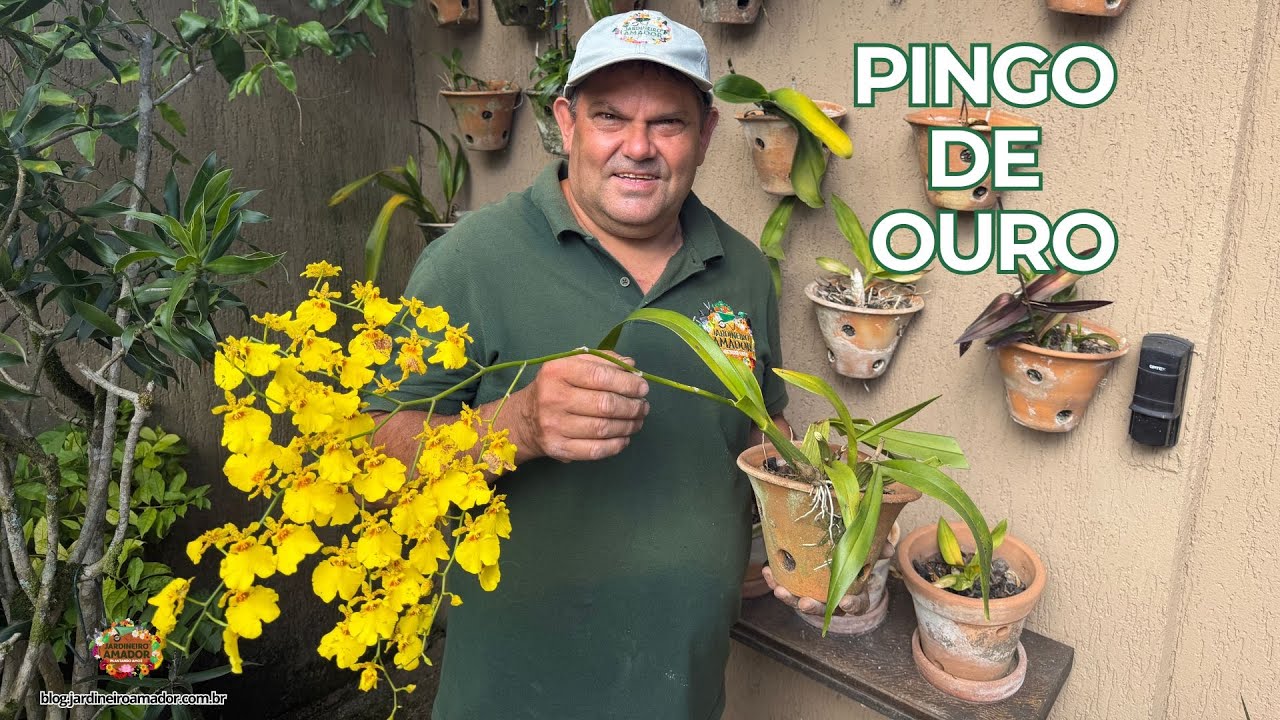 Orquídea Pingo de Ouro | Floração Linda