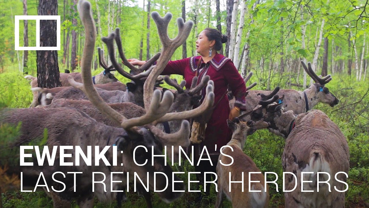 The last reindeer herders: China’s ethnic minority Ewenki keep a centuries-old tradition alive