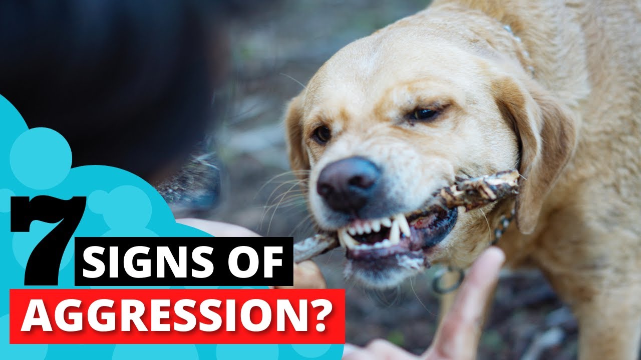 7 признаков того, что ваш лабрадор агрессивен