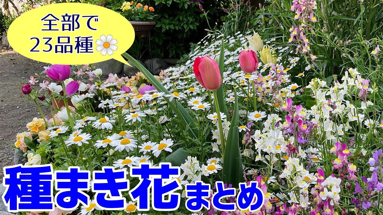 種まきでつくる春の庭【全23品種まとめ】｜春の花｜パンジー｜ビオラ｜ネモフィラ｜クリサンセマム｜リナリア｜ロベリア｜スイートピー｜矢車菊｜紫花菜｜クリムゾンクローバー｜勿忘草｜オルレア｜ガーデニング｜