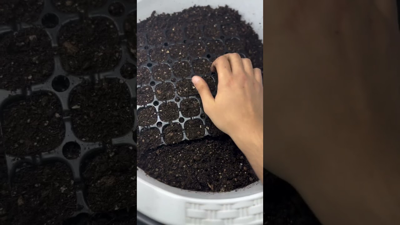 How to plant eucalyptus ￼￼ #اكسبلور #chrysanthemum #cutflowers #garden #propagation #gardening