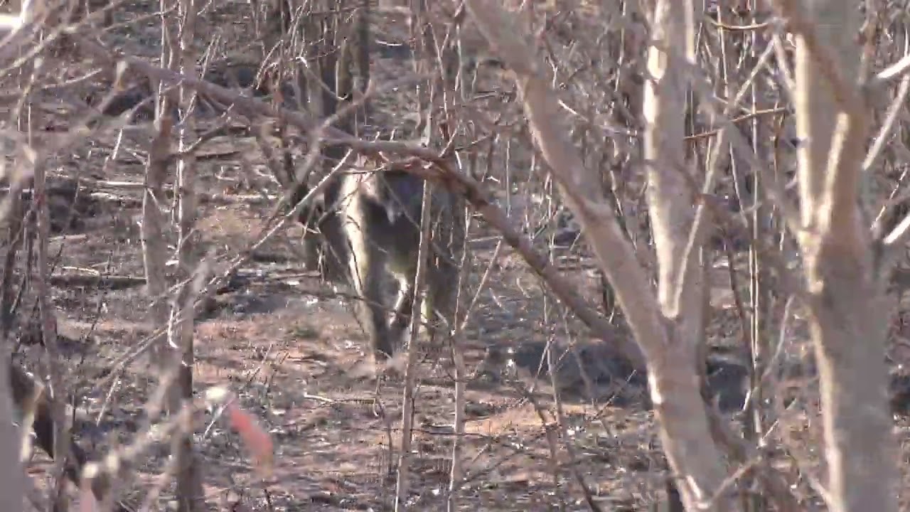 Kruger National Park: Baboon in Bush