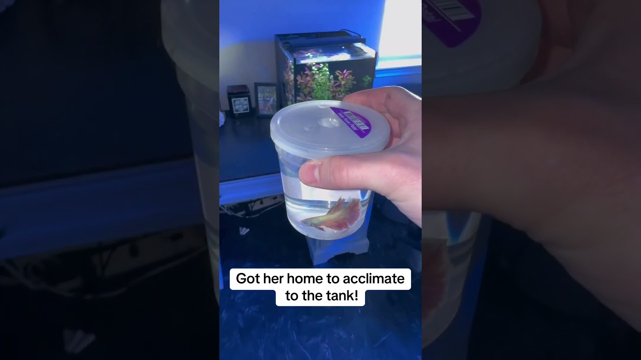 Buying A Betta Fish