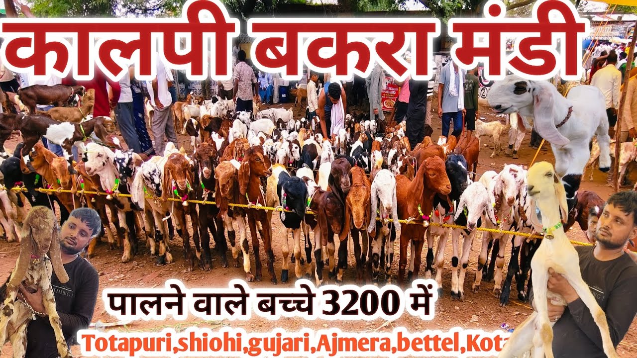 आज का रेट || Kalpi Bakra Mandi | 01/07/25 | Kalpi Bakra Mandi | Kalpi Bakra Mandi New Video |#videos