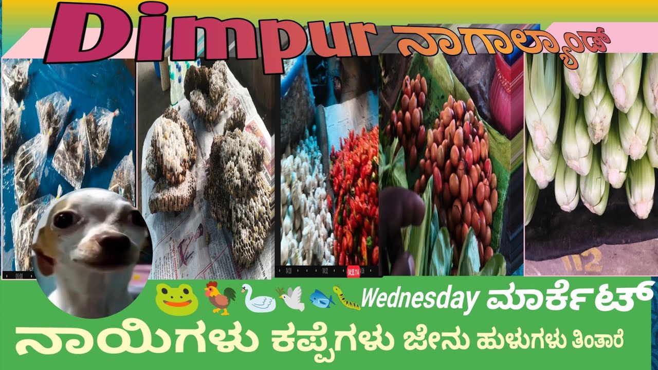 @SUNILTRUCKVLOGS-y7p #ನಾಗಾಲ್ಯಾಂಡ್ ನಾಯಿಗಳು ಜೇನುಗಳು ಕಪ್ಪೆಗಳು ತಿಂತಾರೆ 🐛🐟🕊️🦢🐓🐸