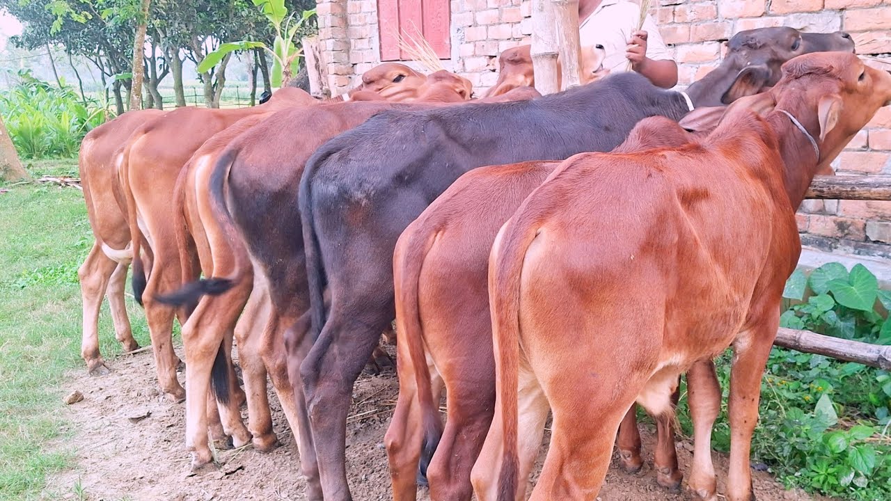 আজ ২০/১১/২০২৫ রিয়াদ  এগ্রো থেকে সেরা মানের শাহিওয়াল গরুর প্যাকাজ কিনুন। জয়পুরহাট 