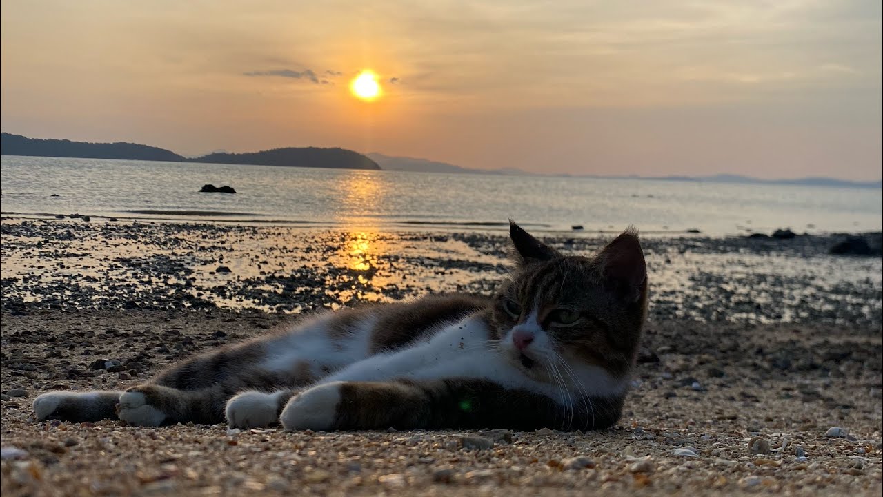 Relaxing with sunset and cat | 04022026 18:28