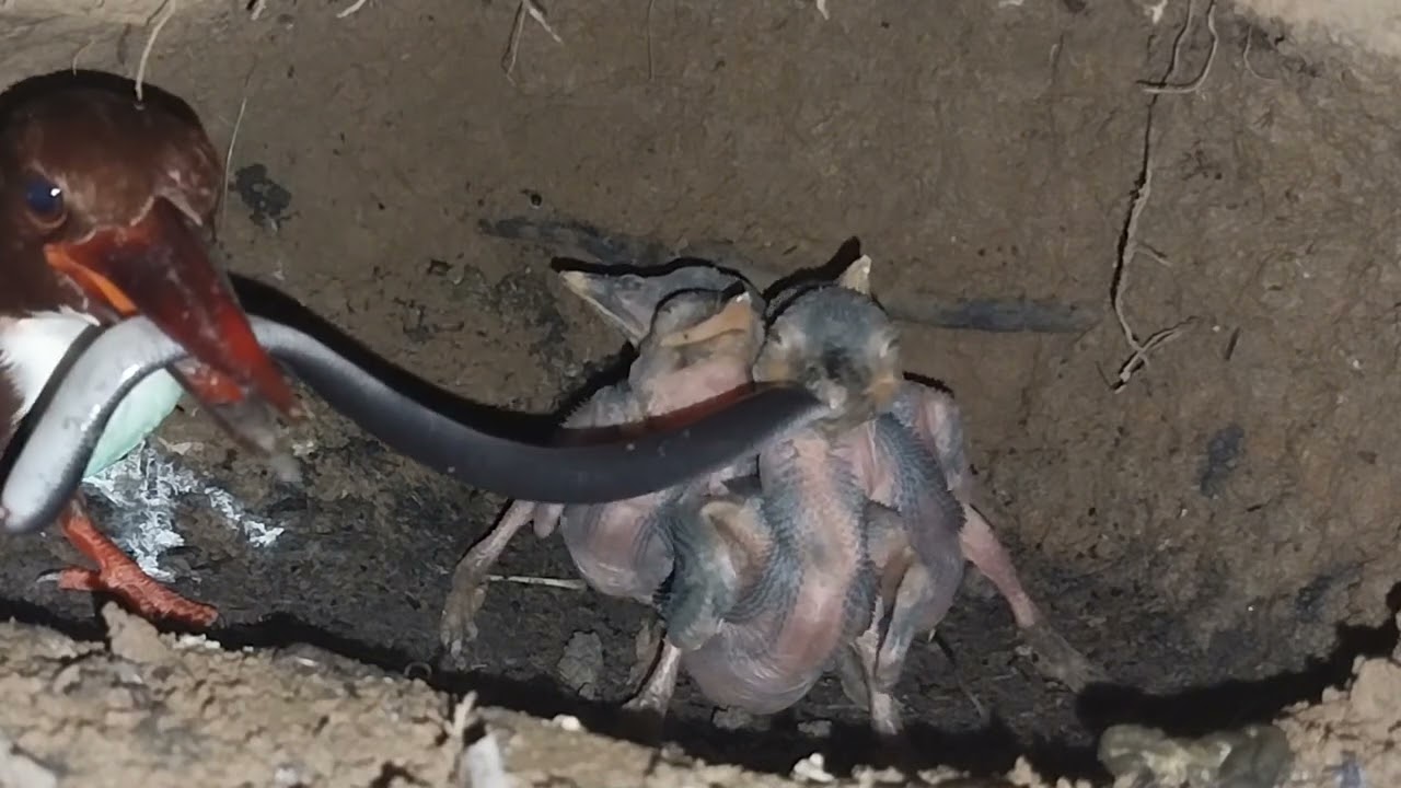 anak burung tengkek di beri makan ular panjang sanggup menelan sampai habis