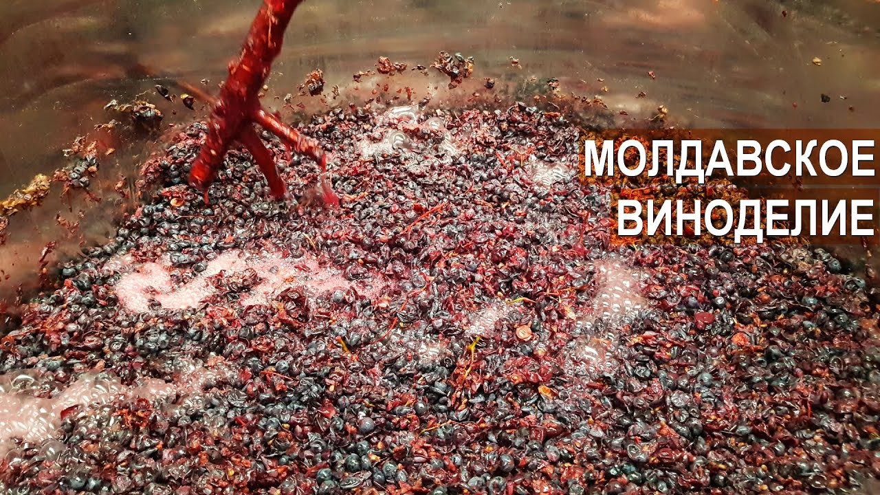 Молдавское виноделие. Питомник Vitis-Cojusna. Республика Молдова