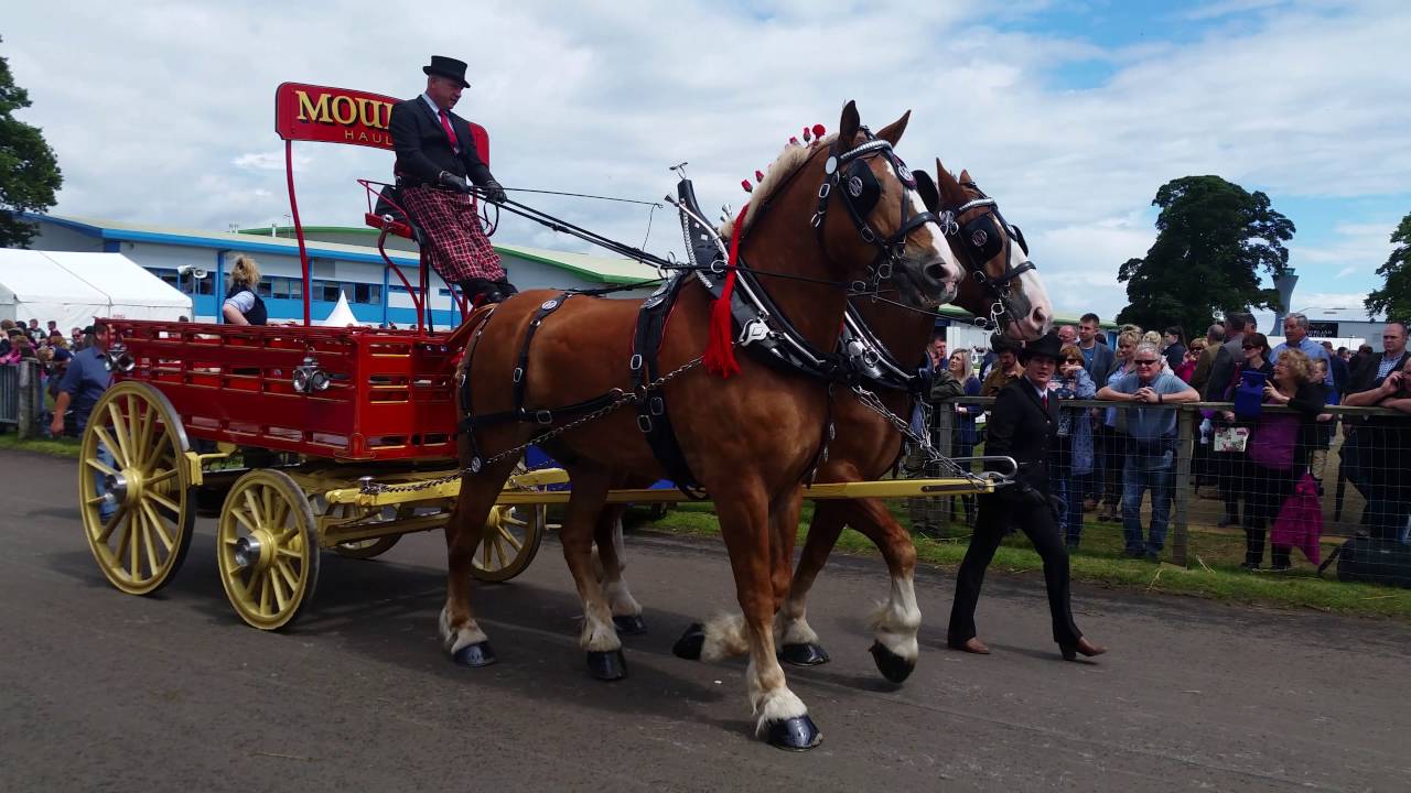 Royal Highland show heavy horses