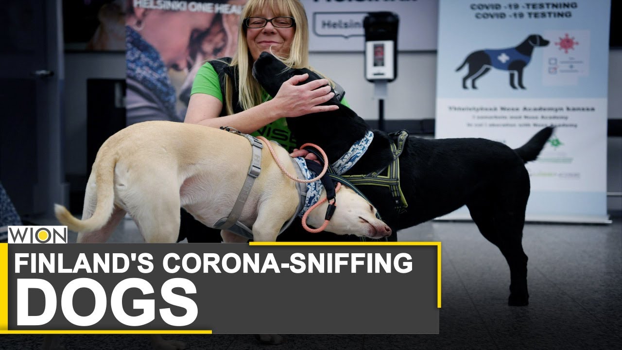 Finland deploys coronavirus-sniffing dogs at airport | Sniffer dogs can detect virus in 10 sec