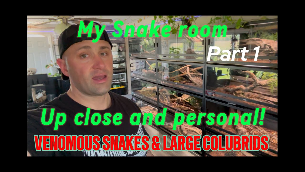 ALL of my SNAKES! SNAKE ROOM vlog with VENOMOUS SNAKES and MASSIVE rare Colubrids (Part 1 of 3)