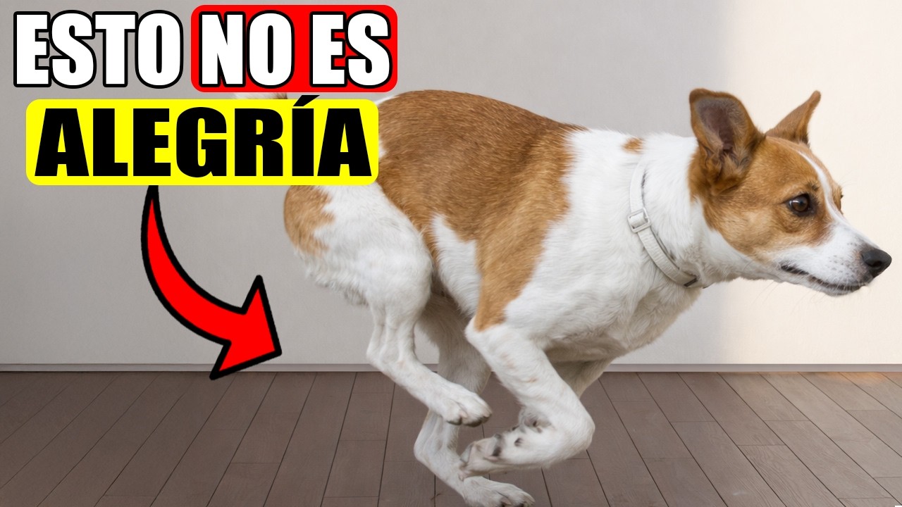 ¿Por qué los perros empiezan a CORRER DE REPENTE? (la razón te sorprenderá)