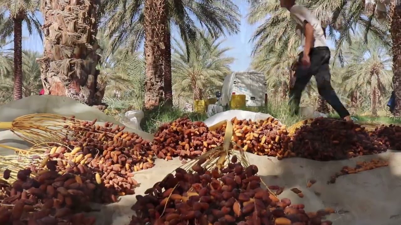 Dates Harvest 'Deglet Nour of Tunisia