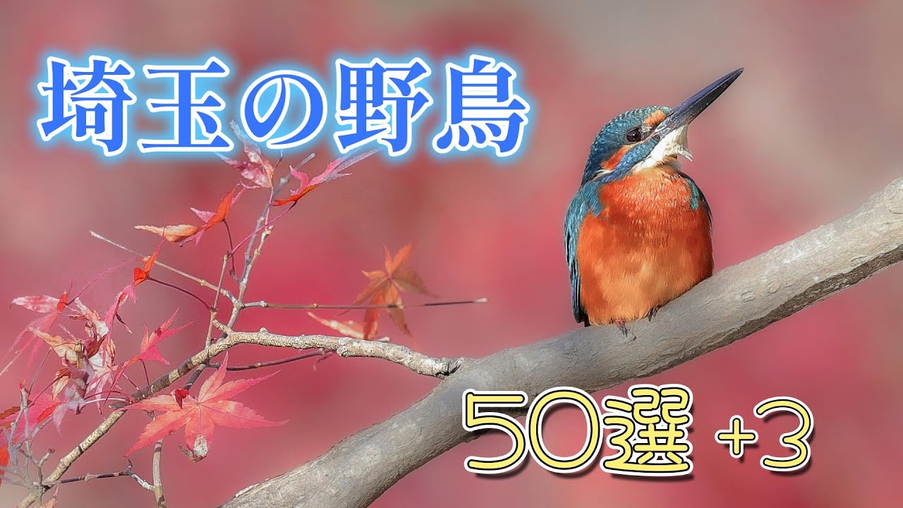 埼玉で見られる野鳥を、あいうえお順にスライドショー