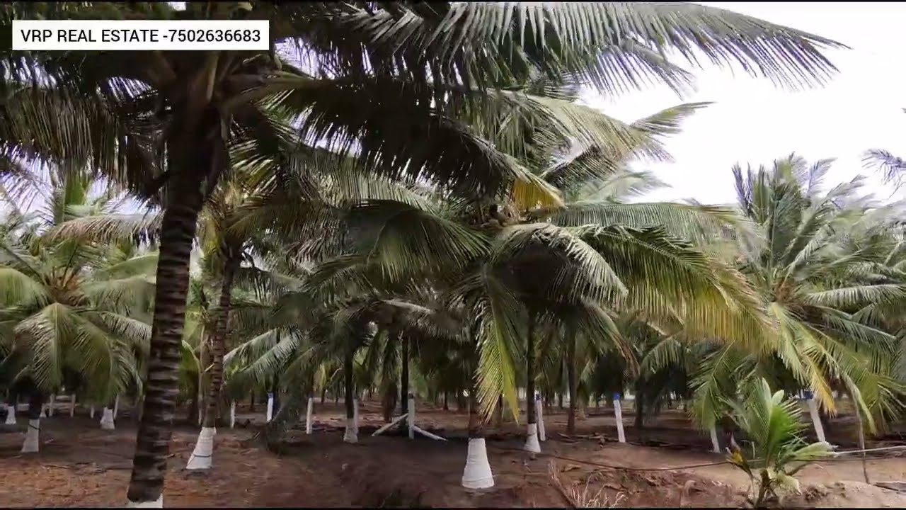 4.5 ஏக்கரில் கண்ணு தோப்பு அதுவும் road pase ல்  விற்பனைக்கு 🤩|👉🏻 contact no : 7502636683