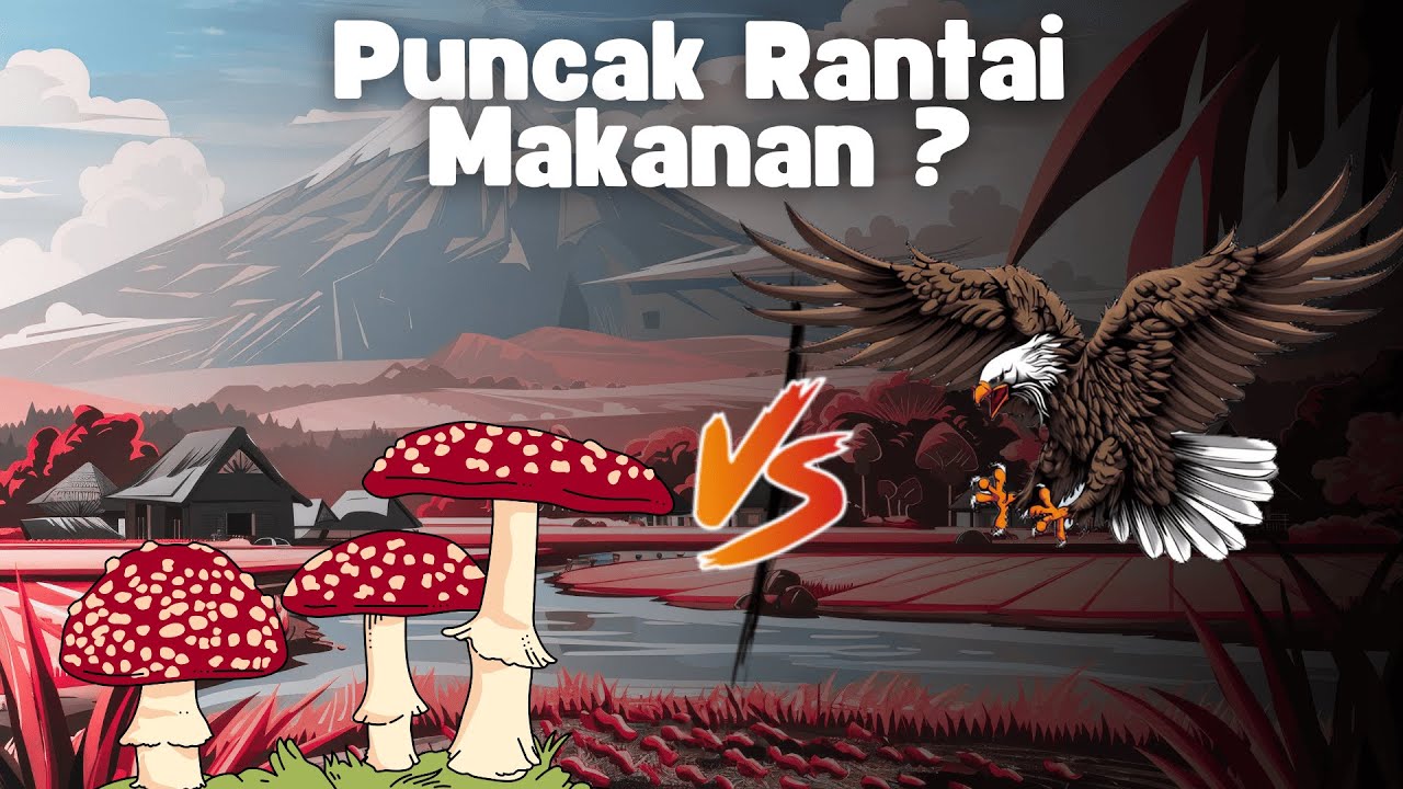 Sistem Rantai Makanan Darat dalam Kehidupan Kita - VIdeo Edukasi