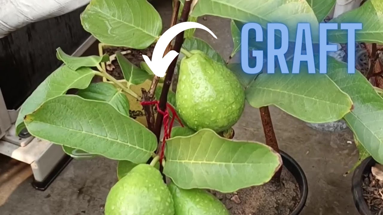 Best way to graft Guava plant | Guava plant grafting process | Guava plant V grafting | Guava plant
