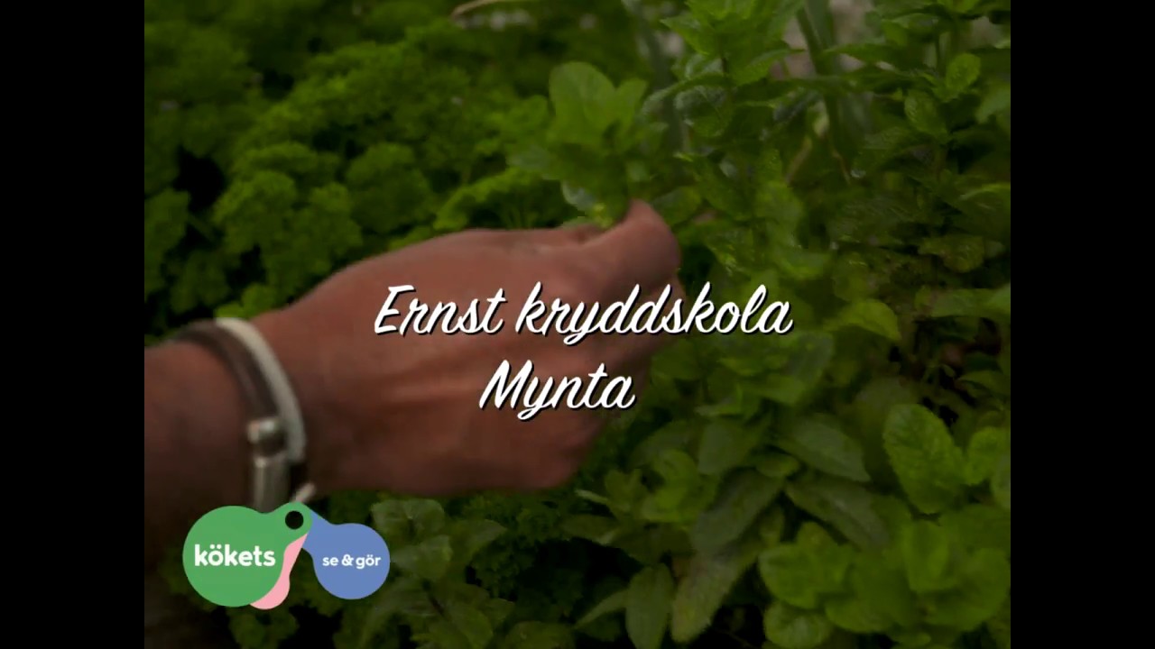 Ernsts kryddskola: mynta