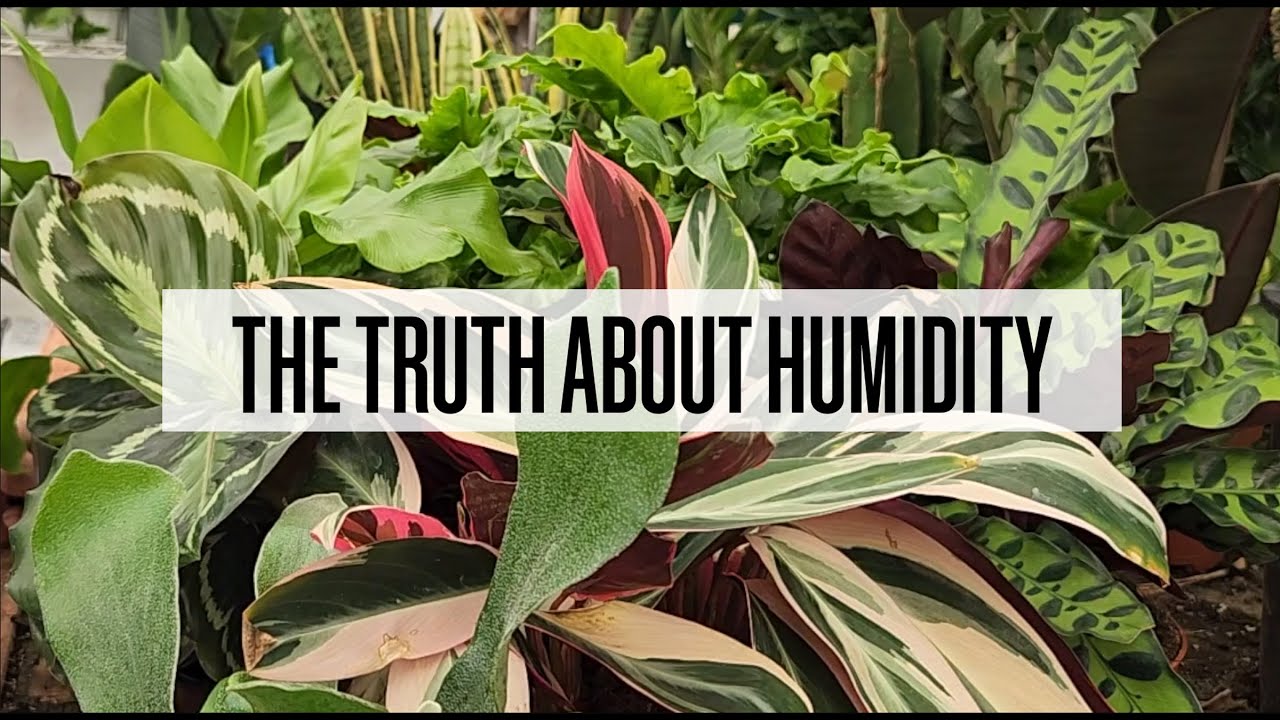 The Truth About Houseplants and Humidity