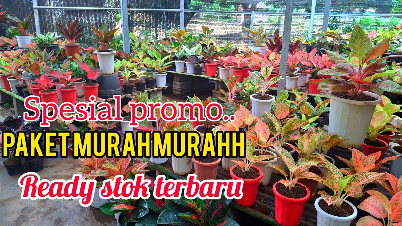 awal bulan promo murah murah 