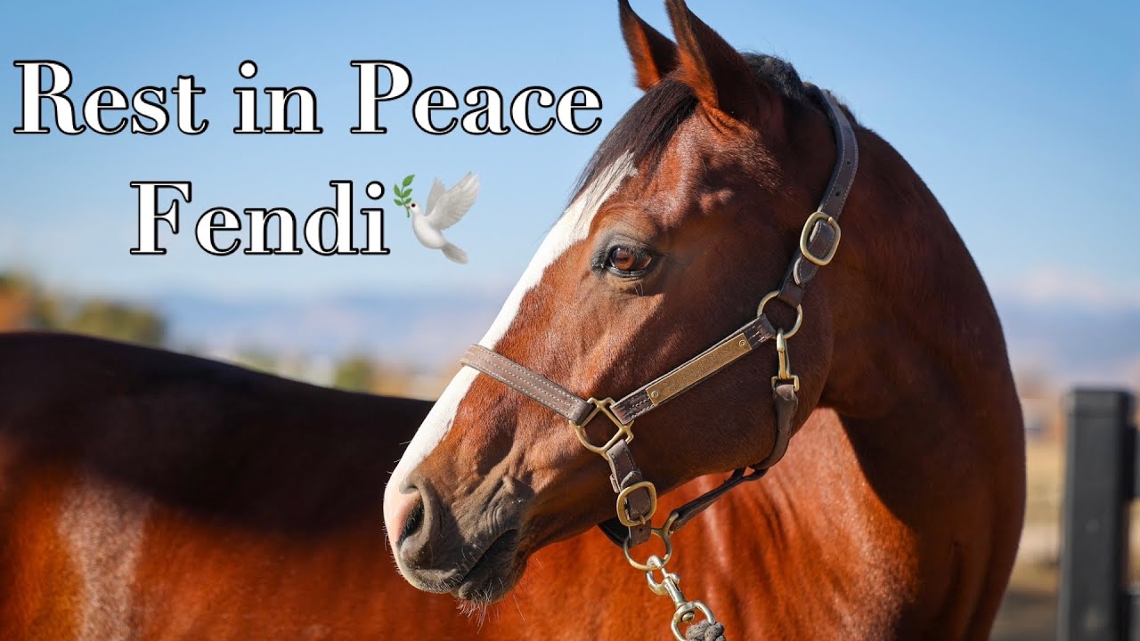 Rest in Peace, Fendi || Wobblers: a neurologic disease in Horses