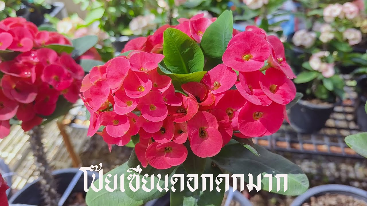 #euphorbia milii  โป๊ยเซียนดอกดกมาก # โป๊ยเซียน # ไม้มงคล # Crown of Thorns # Euphorbia milii