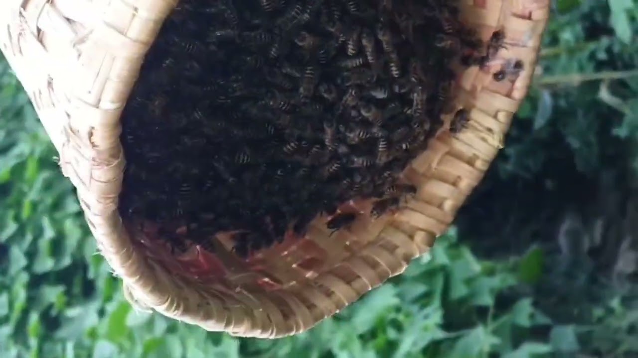 कार्तिक २ गते समातेकाे दाेश्राे घार माैरी🐝🐝