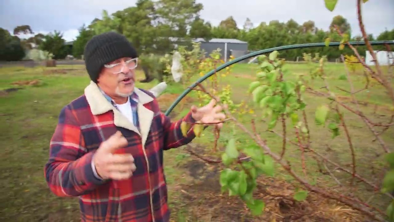 Tips on pruning apricot trees