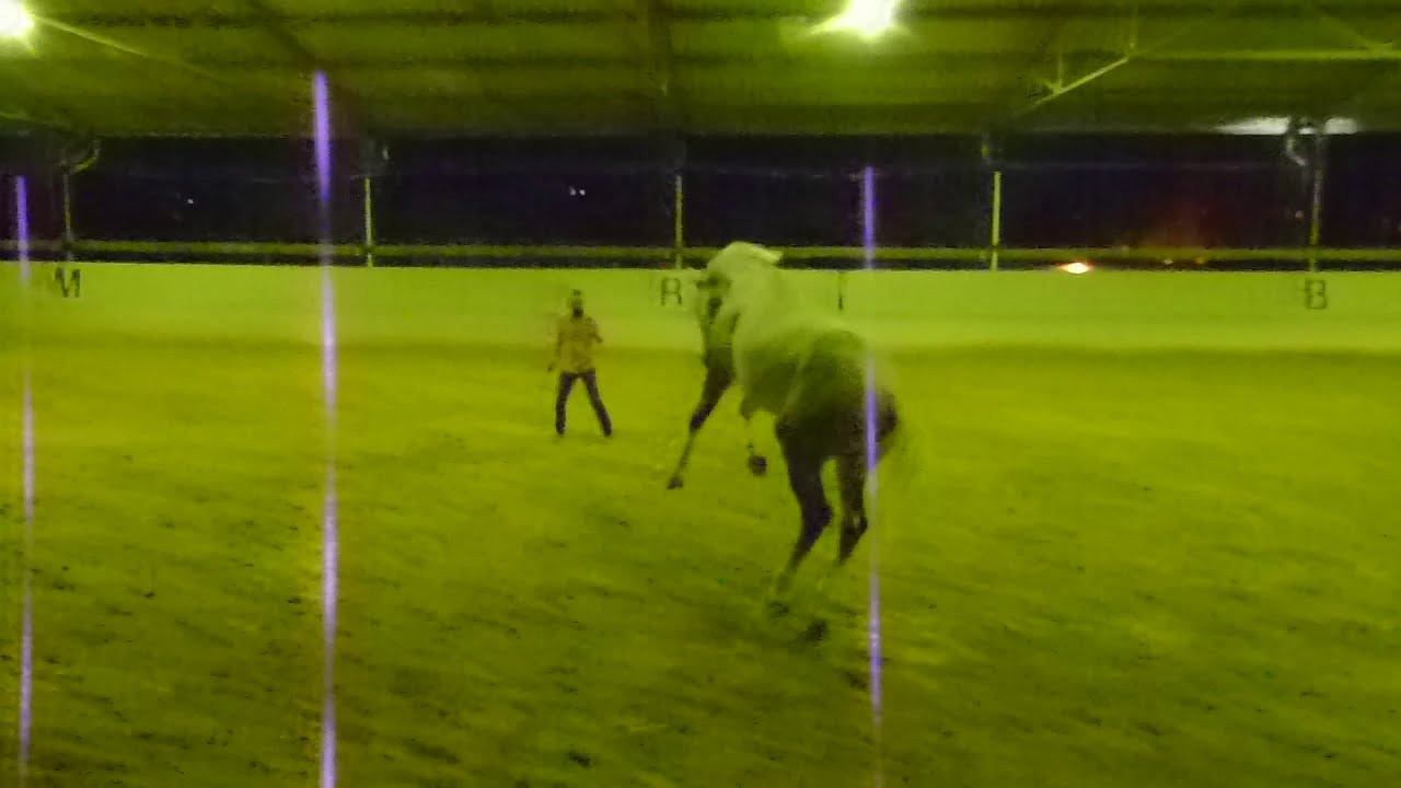 Playing at Liberty with an Energetic Dressage Horse