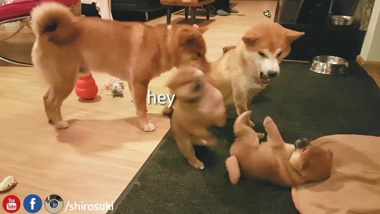 oh mai hevans! MLIP / Ep 59 / Shiba Inu puppies