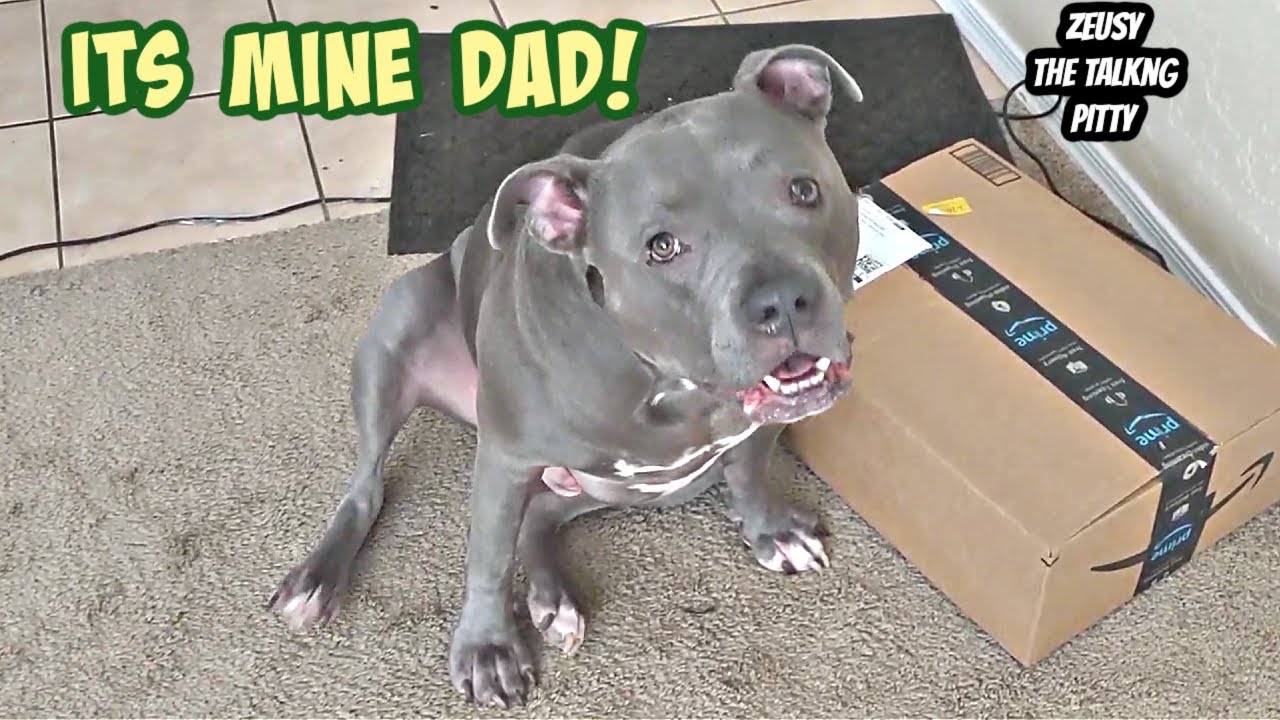 Talking Pitbull Cries & Keeps Arguing Package Is His!!
