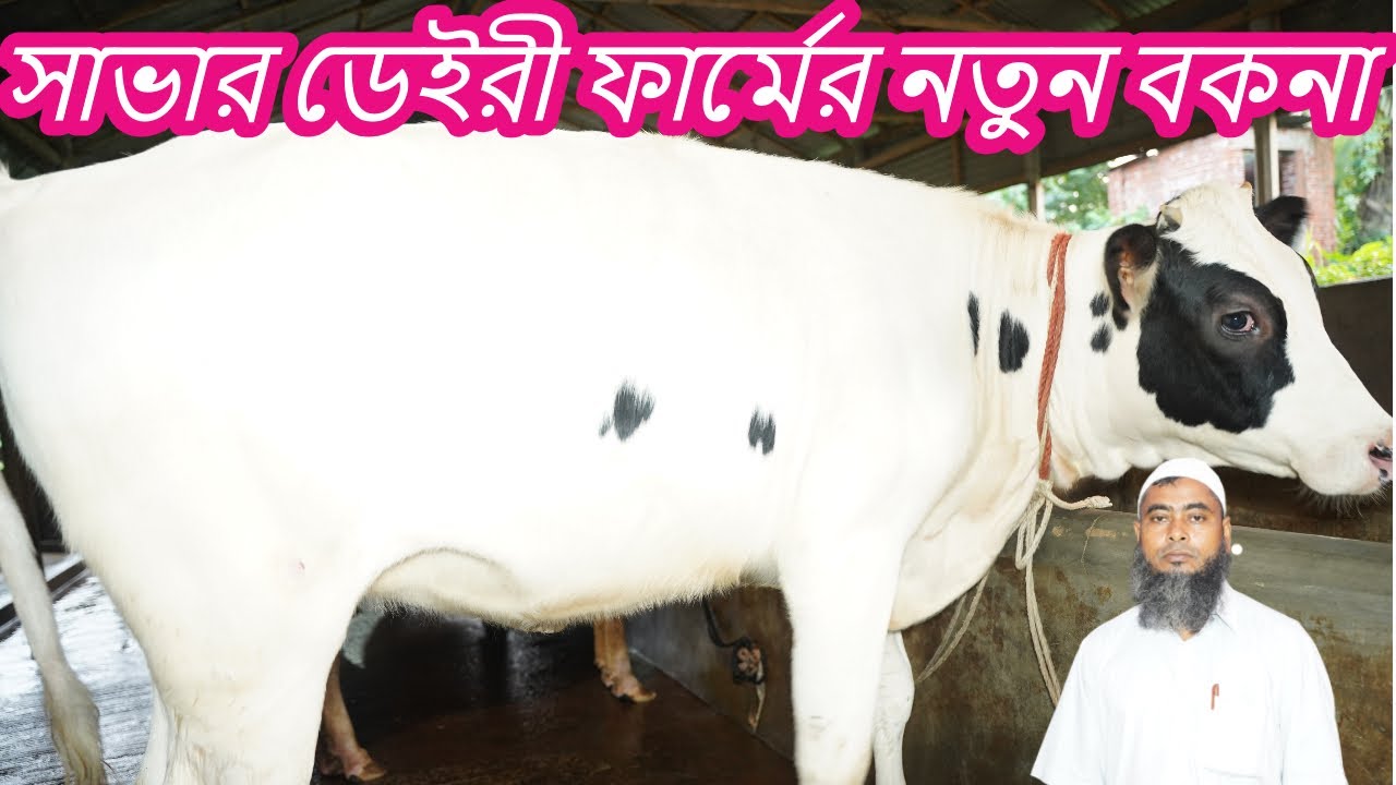 সাভার ডেইরী ফার্মের বকনার নতুন কালেকশন কিনতে পারেন দুধের রেকর্ড দেখে এই ফার্মে ৪৫ কেজি দুধের গাভী