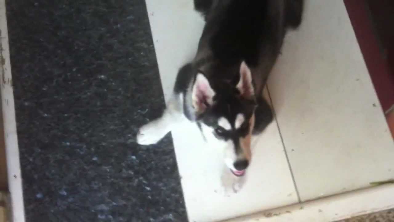 2NE1 years old & my Slutty Frog Dog - vlog #55