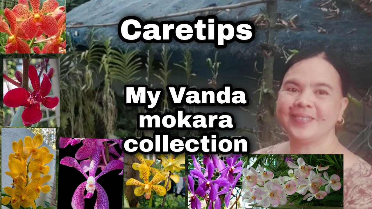 My Vanda Mokara Collection / Caretips